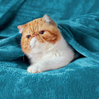 Bedsure GentleSoft Fleece Throw Blanket Teal - Image 2